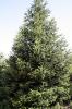 IMG 7620 Pinsapo